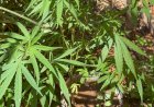 POLÍCIA CIVIL DESCOBRE CULTIVO DE MACONHA EM RESIDÊNCIA DO BAIRRO NOVA ESPERANÇA