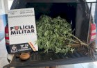 PM CONDUZ MULHER PELO CULTIVO DE PLANTA DE MACONHA EM CANARANA – MT