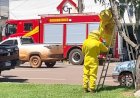 Bombeiros realizam captura de abelhas na Avenida Paraná, em Canarana