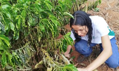 Alunos do IFMT Campus Canarana realizam atividade prática de desbrota do café
