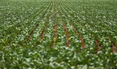 CANARANA É DESTAQUE NACIONAL E REFORÇA TÍTULO DE “CAPITAL MUNDIAL DO GERGELIM”