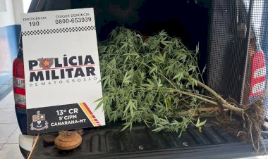 PM CONDUZ MULHER PELO CULTIVO DE PLANTA DE MACONHA EM CANARANA – MT
