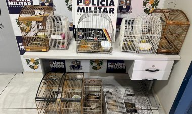 PM APREENDE 11 PÁSSAROS SILVESTRES E GAIOLAS DURANTE ATENDIMENTO DE PERTURBAÇÃO DO SOSSEGO EM CANARANA