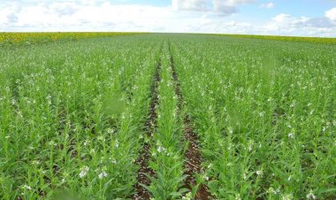 Canarana - Gergelim ganha espaço como alternativa de segunda safra e fortalece produção agrícola em Mato Grosso