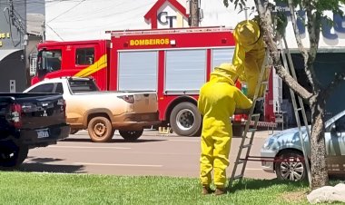 Bombeiros realizam captura de abelhas na Avenida Paraná, em Canarana