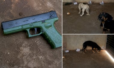 CÃES ABANDONADOS SÃO RESGATADOS EM RESIDÊNCIA NO BAIRRO NOVA CANARANA