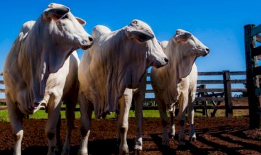Novo Sindesa: produtores já podem emitir GTA de bovinos pela nova plataforma