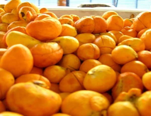 Agricultura familiar deve ampliar em 30% a safra de pequi em Ribeirão Cascalheira em 2025