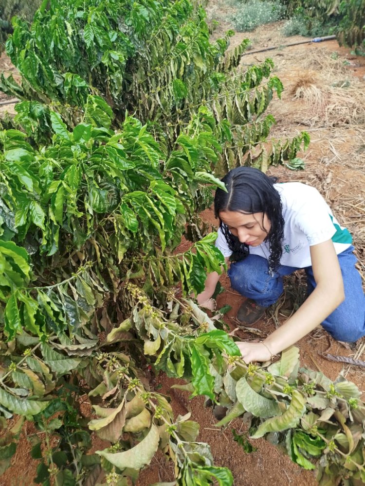 Alunos do IFMT Campus Canarana realizam atividade prática de desbrota do café