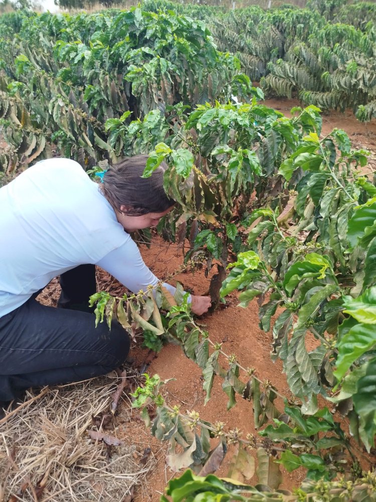 Alunos do IFMT Campus Canarana realizam atividade prática de desbrota do café