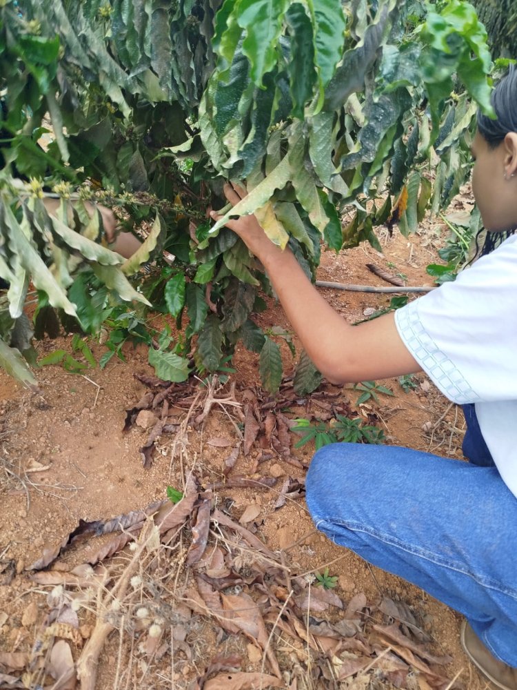 Alunos do IFMT Campus Canarana realizam atividade prática de desbrota do café