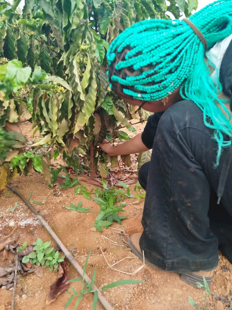 Alunos do IFMT Campus Canarana realizam atividade prática de desbrota do café