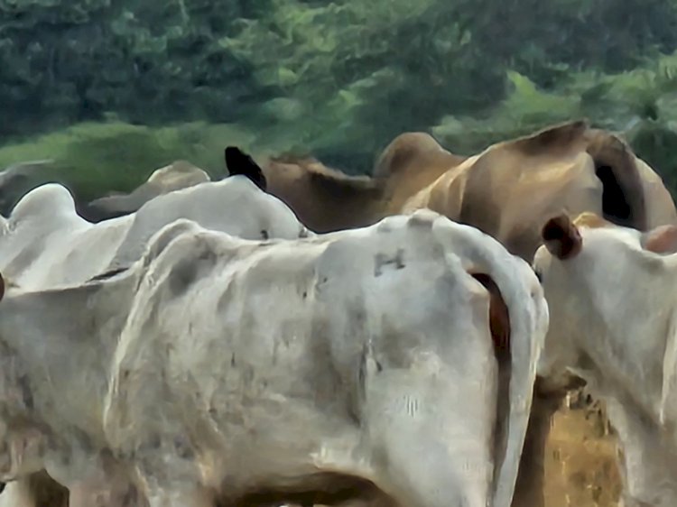 Ação integrada da Polícia Civil, PMMT e PMGO desarticula esquema de furto de gado em Canarana