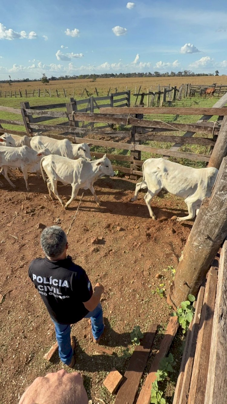 Ação integrada da Polícia Civil, PMMT e PMGO desarticula esquema de furto de gado em Canarana