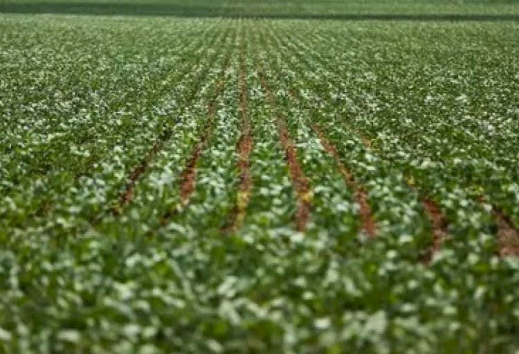 CANARANA É DESTAQUE NACIONAL E REFORÇA TÍTULO DE “CAPITAL MUNDIAL DO GERGELIM”