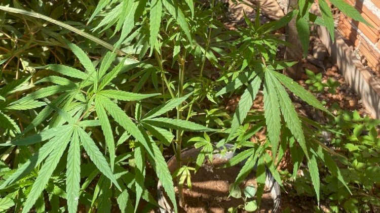POLÍCIA CIVIL DESCOBRE CULTIVO DE MACONHA EM RESIDÊNCIA DO BAIRRO NOVA ESPERANÇA