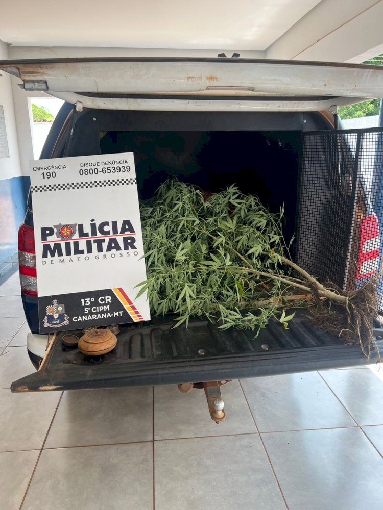 PM CONDUZ MULHER PELO CULTIVO DE PLANTA DE MACONHA EM CANARANA – MT
