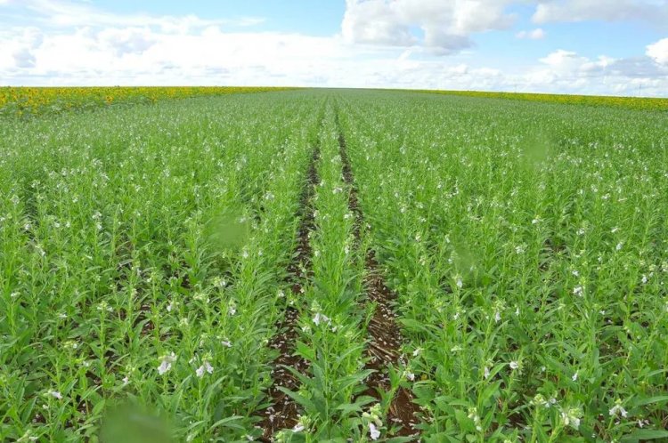 Canarana - Gergelim ganha espaço como alternativa de segunda safra e fortalece produção agrícola em Mato Grosso