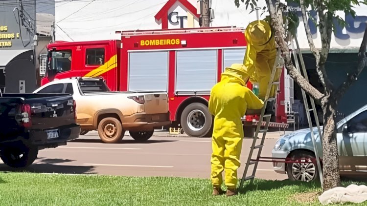 Bombeiros realizam captura de abelhas na Avenida Paraná, em Canarana