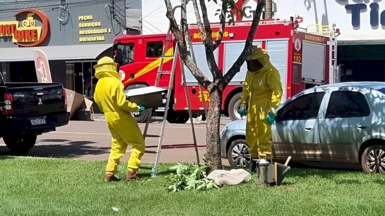 Bombeiros realizam captura de abelhas na Avenida Paraná, em Canarana