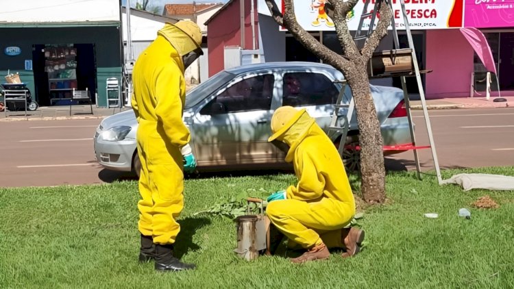 Bombeiros realizam captura de abelhas na Avenida Paraná, em Canarana