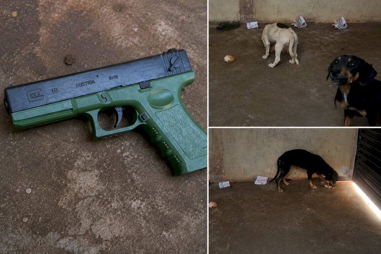 CÃES ABANDONADOS SÃO RESGATADOS EM RESIDÊNCIA NO BAIRRO NOVA CANARANA