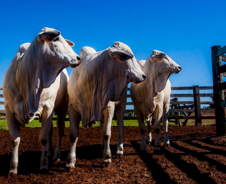 Novo Sindesa: produtores já podem emitir GTA de bovinos pela nova plataforma